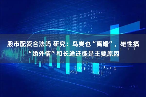 股市配资合法吗 研究：鸟类也“离婚”，雄性搞“婚外情”和长途迁徙是主要原因